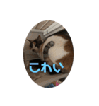 三毛猫ゆず♂の日常（個別スタンプ：1）
