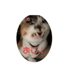 三毛猫ゆず♂の日常（個別スタンプ：2）