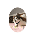 三毛猫ゆず♂の日常（個別スタンプ：3）