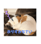 三毛猫ゆず♂の日常（個別スタンプ：4）
