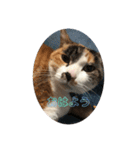 三毛猫ゆず♂の日常（個別スタンプ：5）