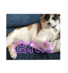 三毛猫ゆず♂の日常（個別スタンプ：7）