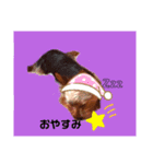 今日もわんお。。。    ヨーキーくん！（個別スタンプ：3）