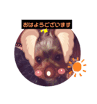 今日もわんお。。。    ヨーキーくん！（個別スタンプ：5）