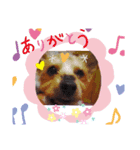 今日もわんお。。。    ヨーキーくん！（個別スタンプ：7）