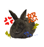 チャロだよ♪（個別スタンプ：3）