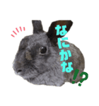 チャロだよ♪（個別スタンプ：5）