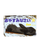 チャロだよ♪（個別スタンプ：6）