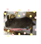 チャロだよ♪（個別スタンプ：7）