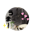 チャロだよ♪（個別スタンプ：9）