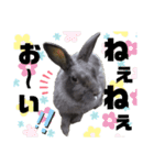 チャロだよ♪（個別スタンプ：11）