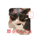 ニャンコのいる生活（個別スタンプ：2）