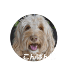 SIMBA'S STAMP（個別スタンプ：3）