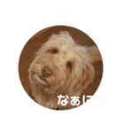 SIMBA'S STAMP（個別スタンプ：4）