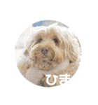 SIMBA'S STAMP（個別スタンプ：5）