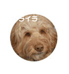 SIMBA'S STAMP（個別スタンプ：6）