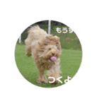 SIMBA'S STAMP（個別スタンプ：8）