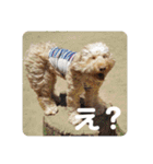 SIMBA'S STAMP（個別スタンプ：10）