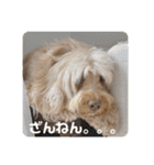 SIMBA'S STAMP（個別スタンプ：11）
