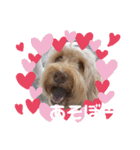 SIMBA'S STAMP（個別スタンプ：12）
