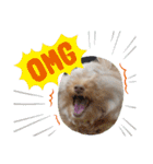 SIMBA'S STAMP（個別スタンプ：13）