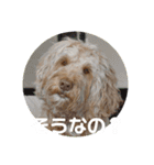 SIMBA'S STAMP（個別スタンプ：14）