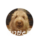 SIMBA'S STAMP（個別スタンプ：17）