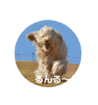 SIMBA'S STAMP（個別スタンプ：19）