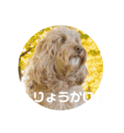 SIMBA'S STAMP（個別スタンプ：20）
