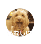 SIMBA'S STAMP（個別スタンプ：21）