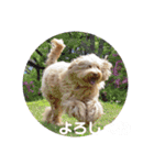 SIMBA'S STAMP（個別スタンプ：23）