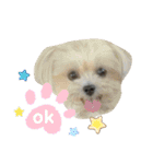 pet3（個別スタンプ：1）
