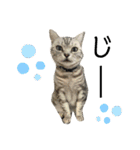 pet3（個別スタンプ：2）