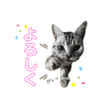 pet3（個別スタンプ：3）