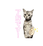 pet3（個別スタンプ：6）