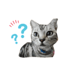 pet3（個別スタンプ：7）