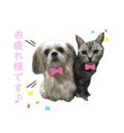 pet3（個別スタンプ：8）