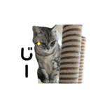pet3（個別スタンプ：11）