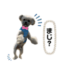 pet3（個別スタンプ：12）