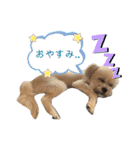 pet3（個別スタンプ：14）