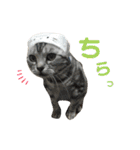 pet3（個別スタンプ：16）