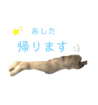 pet3（個別スタンプ：17）