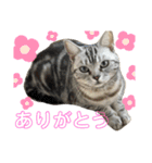 pet3（個別スタンプ：21）
