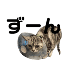 pet3（個別スタンプ：22）