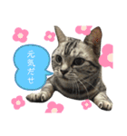 pet3（個別スタンプ：24）