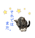 pet3（個別スタンプ：28）