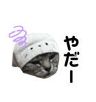 pet3（個別スタンプ：31）