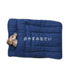 はるひないぬみっくす（個別スタンプ：23）