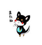 黒チワワの毎日（個別スタンプ：40）