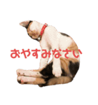 ひめとひよ（個別スタンプ：13）